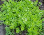Garden Flowers Sweet Woodruff, Our Lady's Lace, Sweetscented Bedstraw (Galium odoratum) Photo; white