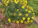 Garden Flowers Swordleaf Inula, Slender-leaved Elecampagne, Elecampane, Narrow-leaved Inula (Inula ensifolia) Photo; yellow