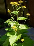 Sodo Gėlės Telekia, Geltona Oxeye, Heartleaf Oxeye (Telekia speciosa) Nuotrauka; geltonas