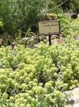 bláthanna gairdín Teucrium  Photo; buí