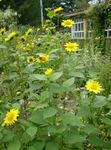 Thin-leaved Sunflower