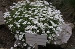 Garden Flowers Thymeleaf Sandwort, Irish Moss, Sandwort (Arenaria) Photo; white