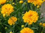 Garden Flowers Tickseed (Coreopsis) Photo; yellow