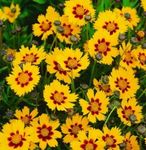 les fleurs du jardin Tickseed (Coreopsis) Photo; orange