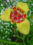 Tiger Flower, Mexican Shell Flower (Tigridia pavonia) Photo; yellow