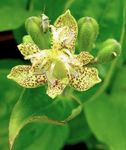 Garden Flowers Toad Lily (Tricyrtis) Photo; yellow