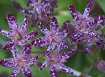 Garden Flowers Toad Lily (Tricyrtis) Photo; purple