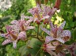 Garden Flowers Toad Lily (Tricyrtis) Photo; red