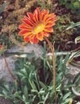 宝花 (Gazania) 照; 橙