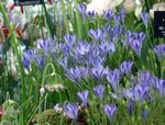Garden Flowers Triteleia, Grass Nut, Ithuriel's Spear, Wally Basket  Photo; light blue