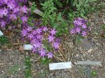 Garden Flowers Triteleia, Grass Nut, Ithuriel's Spear, Wally Basket  Photo; lilac
