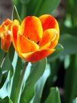 Садовыя Кветкі Цюльпан (Tulipa) фота; аранжавы