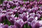 Garden Flowers Tulip (Tulipa) Photo; purple