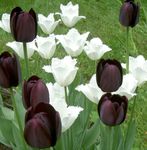 Garden Flowers Tulip (Tulipa) Photo; black