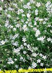 Tunicflower (Petrorhagia) Photo; white