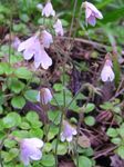 Twinflower (Linnaea) Photo; pink
