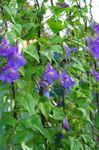 Twining Snapdragon, Creeping Gloxinia