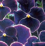Garden Flowers Viola, Pansy (Viola  wittrockiana) Photo; black