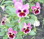 Garden Flowers Viola, Pansy (Viola  wittrockiana) Photo; pink