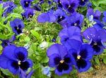 Garden Flowers Viola, Pansy (Viola  wittrockiana) Photo; blue