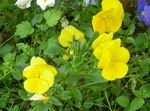 I fiori da giardino Viola, Viola Del Pensiero (Viola  wittrockiana) foto; giallo