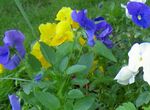 Garden Flowers Viola, Pansy (Viola  wittrockiana) Photo; light blue