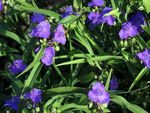 Garden Flowers Virginia Spiderwort, Lady's Tears (Tradescantia virginiana) Photo; blue