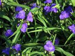 Virginia Spiderwort, Lágrimas De Senhora