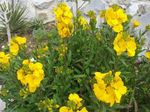 Wallflower, Cheiranthus  Photo; yellow