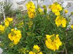 Wallflower, Cheiranthus 