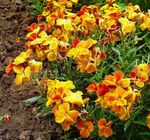 bláthanna gairdín Wallflower, Cheiranthus  Photo; oráiste