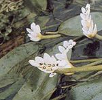 Garden Flowers Water hawthorn (Aponogeton distachyos) Photo; white