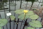 Ogrodowe Kwiaty Lily (Lilia Wodna) (Nymphaea) zdjęcie; żółty