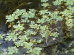 Garden Flowers Water Primrose, Marsh Purslane, Marsh Seedbox (Callitriche palustris) Photo; green