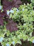 Water Primrose, Marsh Purslane, Marsh Seedbox