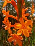 Flores de jardín Watsonia, Lirio Corneta  Foto; naranja