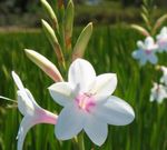 Garden Flowers Watsonia, Bugle Lily  Photo; white