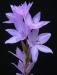 Garden Flowers Watsonia, Bugle Lily  Photo; lilac