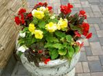 Tuin Bloemen Wax Begonia, Knolbegonia (Begonia tuberhybrida) foto; geel