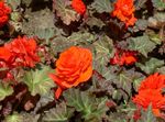 Have Blomster Voks Begonia, Knolde Begonia (Begonia tuberhybrida) Foto; appelsin