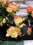 Vax Begonias