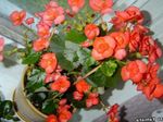 Garden Flowers Wax Begonias (Begonia semperflorens cultorum) Photo; orange
