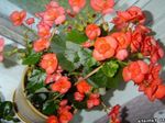 Zahradní květiny Voskové Begónie (Begonia semperflorens cultorum) fotografie; oranžový