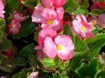 Garden Flowers Wax Begonias (Begonia semperflorens cultorum) Photo; pink