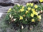 garður blóm Hvítur Buttercup, Föl Kvöldvorrósarolíu (Oenothera) mynd; gulur