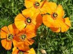 Garden Flowers Wind Poppy (Stylomecon heterophyllum) Photo; orange