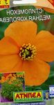 Garden Flowers Wind Poppy (Stylomecon heterophyllum) Photo; orange