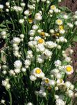 Garden Flowers Winged everlasting (Ammobium alatum) Photo; white