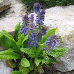 Garden Flowers Wulfenia  Photo; blue