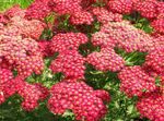 Garden Flowers Yarrow, Milfoil, Staunchweed, Sanguinary, Thousandleaf, Soldier's Woundwort (Achillea) Photo; red